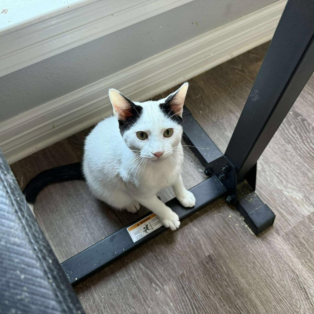 Enlarge Chip, a Adoptable Domestic Short Hair in Port Neches, TX image 4/4