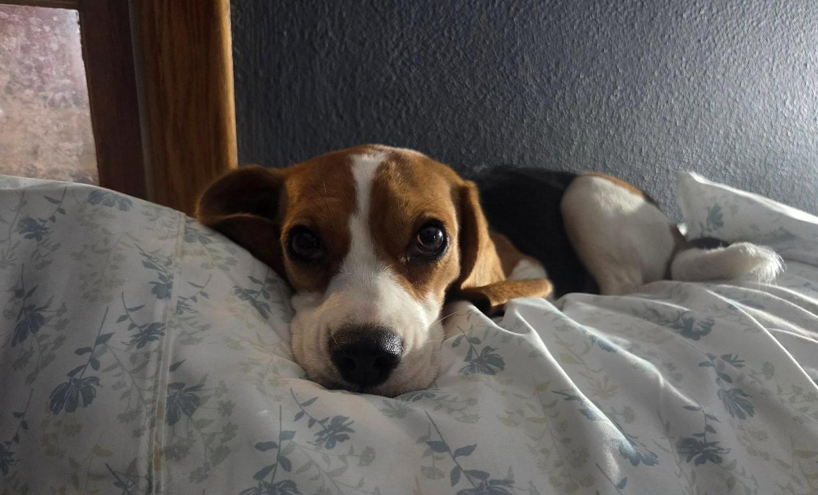 Margo, Adoptable, Young Female Beagle.