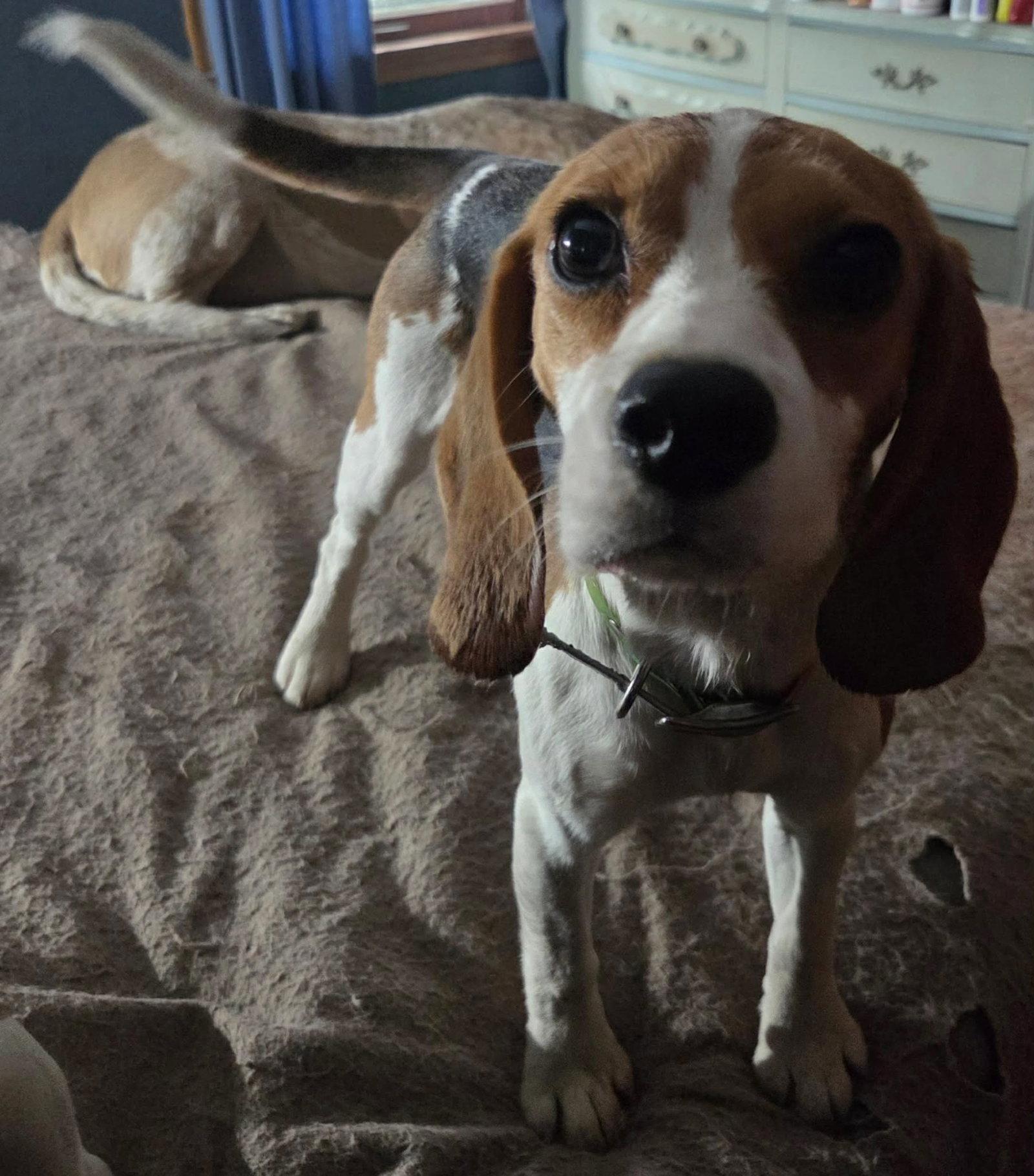 Enlarge Margo, a Adoptable Beagle in Crystal, MN image 2/3