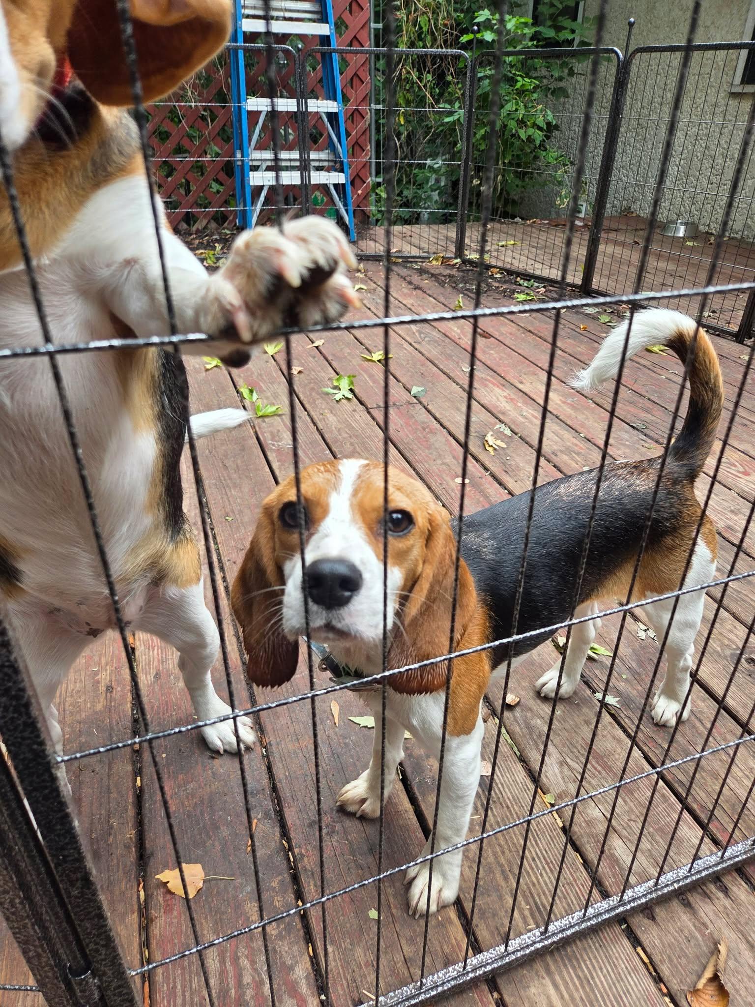 Enlarge Margo, a Adoptable Beagle in Crystal, MN image 3/3