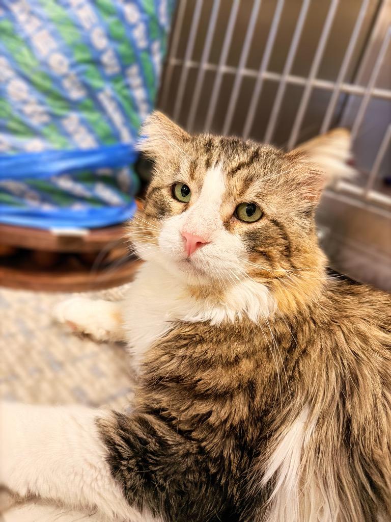 Salman, Adoptable, Adult Male Domestic Short Hair.