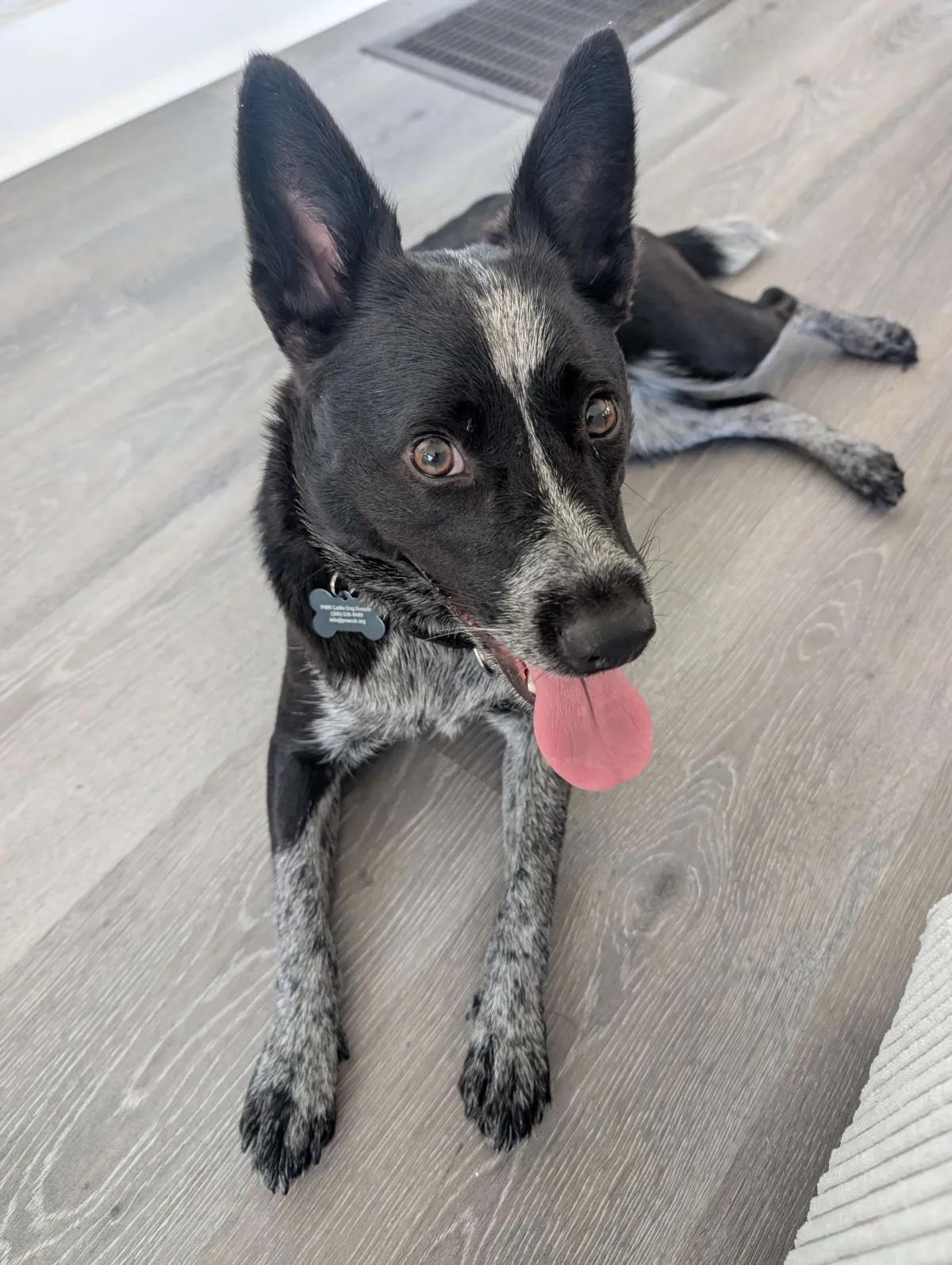 Enlarge Belle (Spanaway, WA), a Adoptable mixed breed in Tacoma, WA image 4/6
