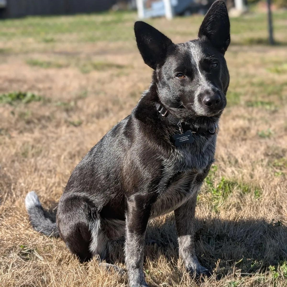 Enlarge Belle (Spanaway, WA), a Adoptable mixed breed in Tacoma, WA image 3/6