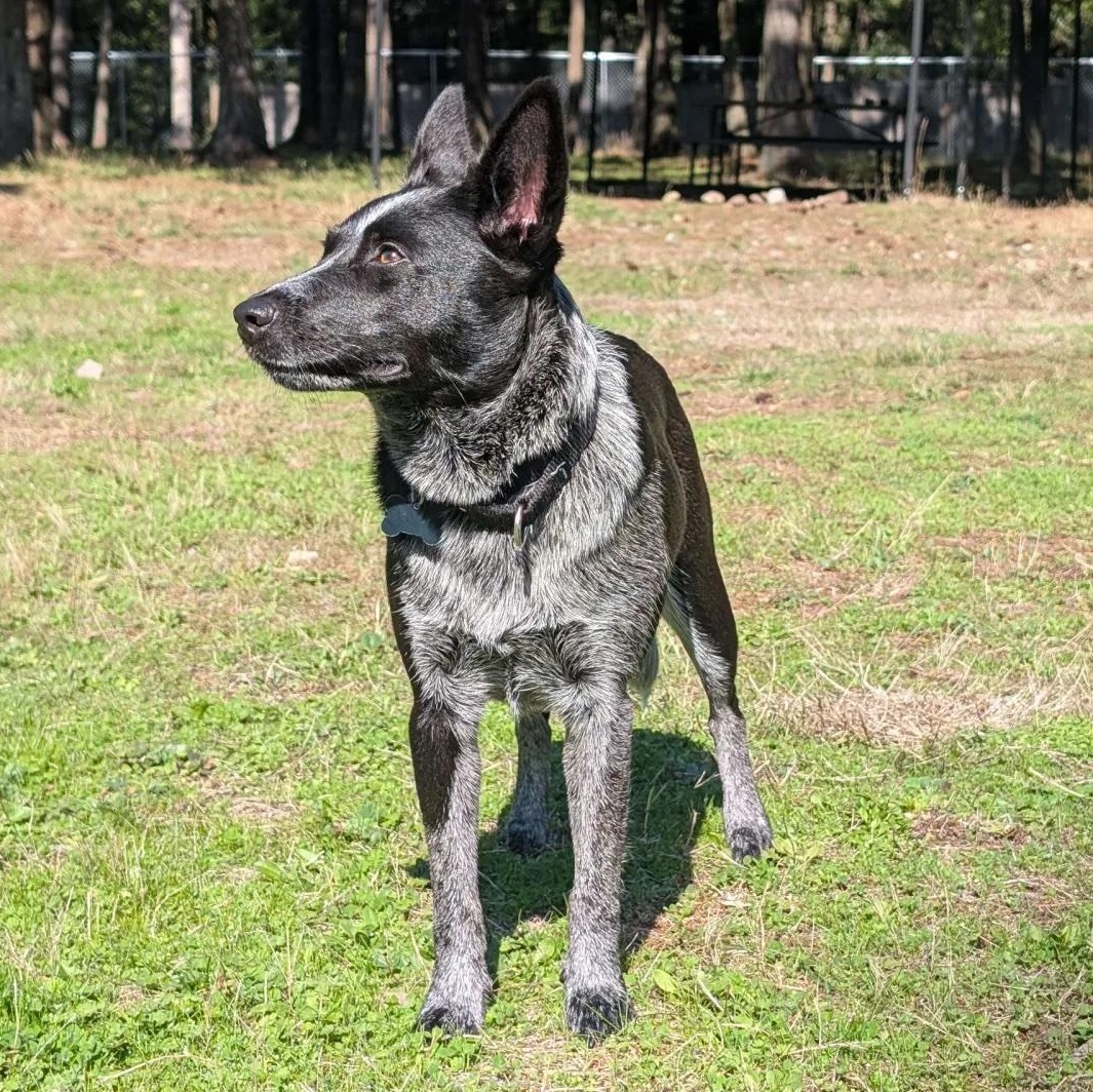 Enlarge Belle (Spanaway, WA), a Adoptable mixed breed in Tacoma, WA image 2/6
