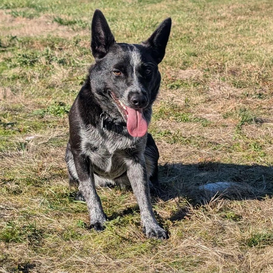 Enlarge Belle (Spanaway, WA), a Adoptable mixed breed in Tacoma, WA image 6/6