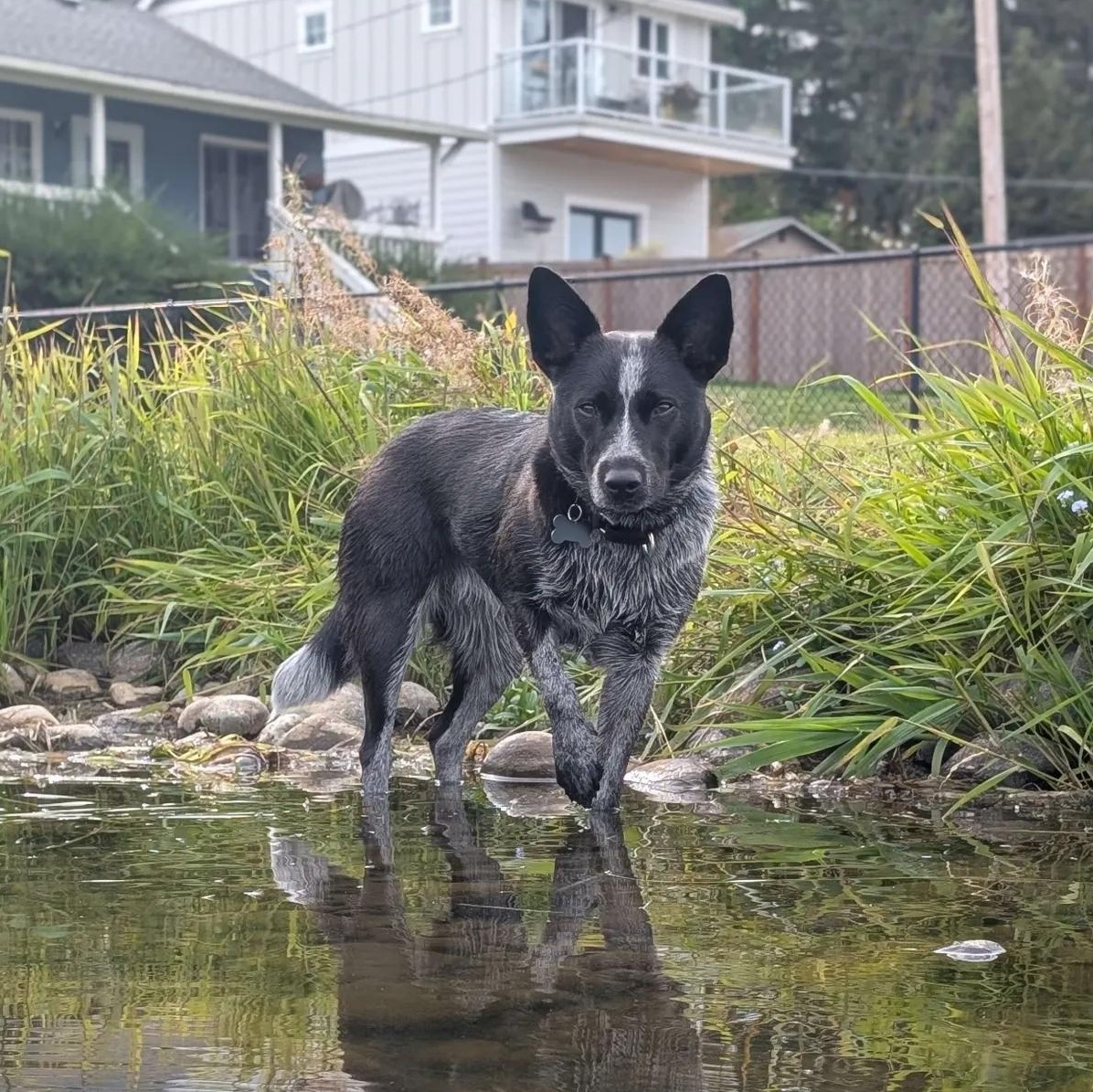 Belle (Spanaway, WA), Adoptable, Young Female Australian Cattle Dog / Blue Heeler & Cattle Dog.