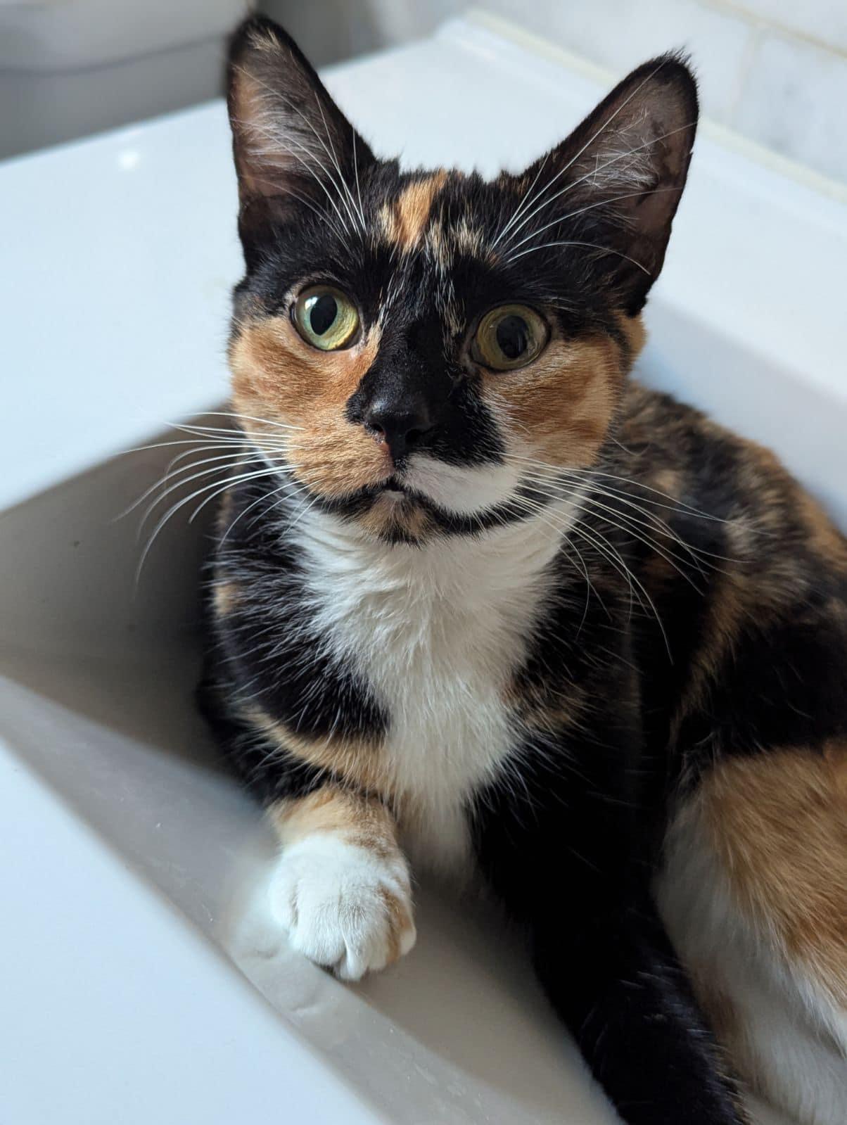 Enlarge Kora, a Adopted mixed breed in Newark, NJ image 4/5