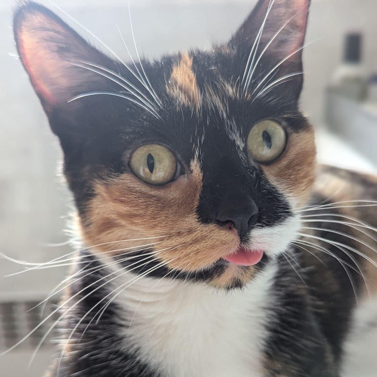 Kora