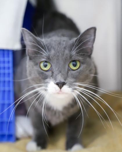 Pepper, Adoptable, Adult Female Domestic Short Hair.