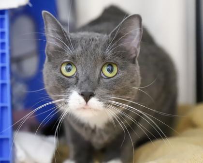 Pepper, a Adoptable mixed breed in West Seneca, NY image 2/3