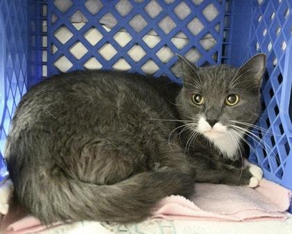Pepper, a Adoptable mixed breed in West Seneca, NY image 3/3