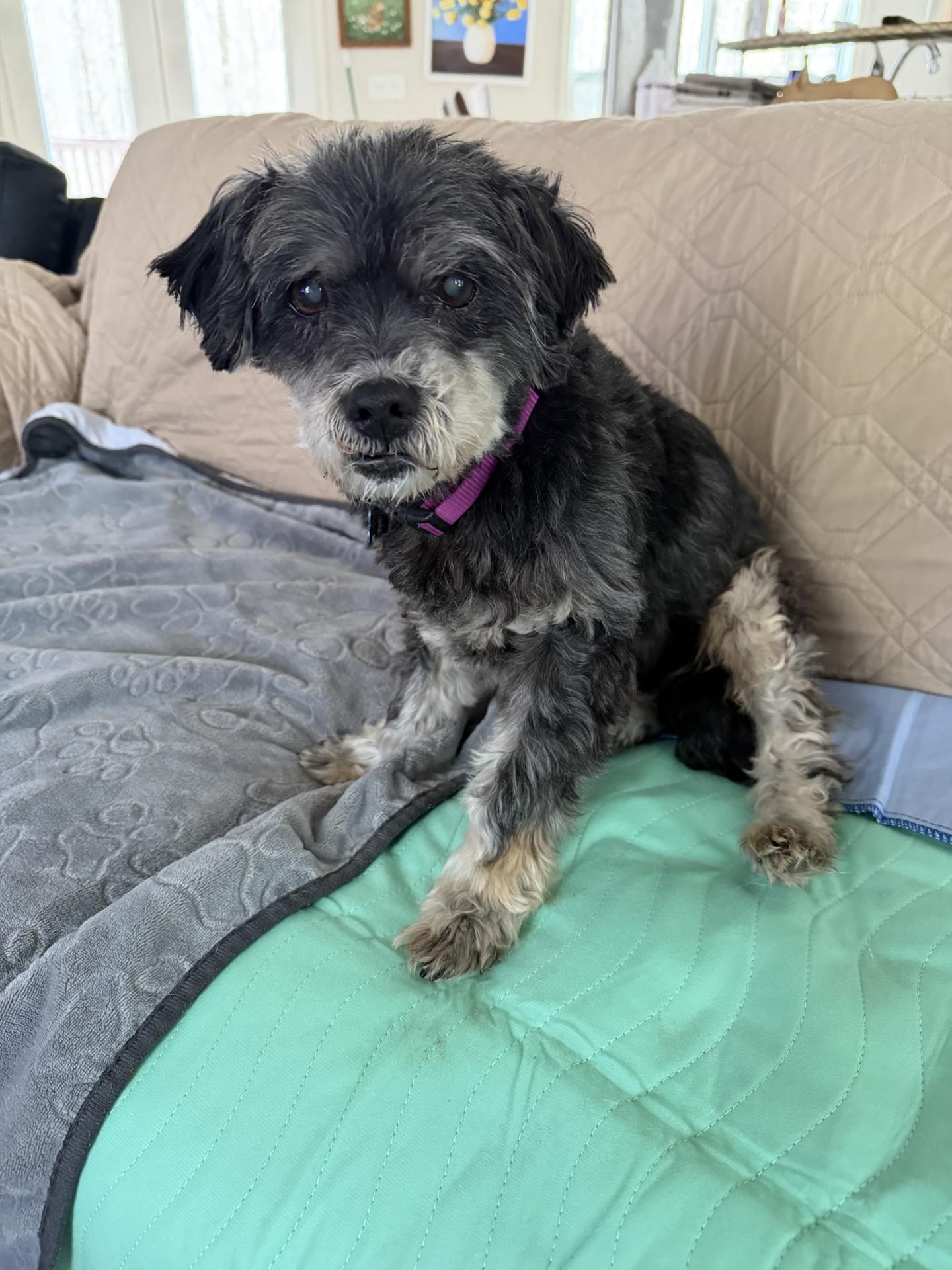 Enlarge Scottie, a ADOPTABLE mixed breed in Prince Frederick, MD image 3/4