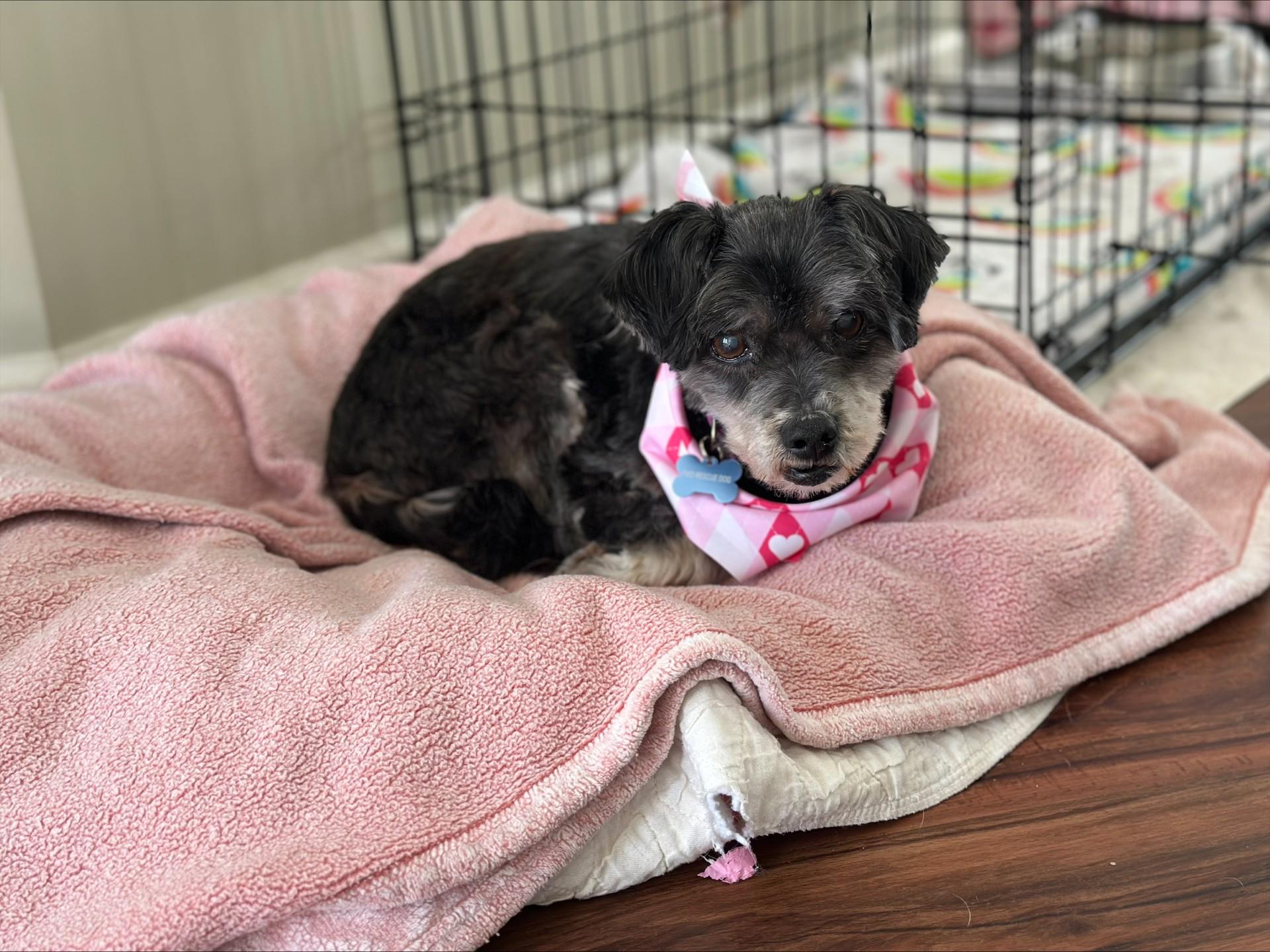 Enlarge Scottie, a ADOPTABLE mixed breed in Prince Frederick, MD image 2/4