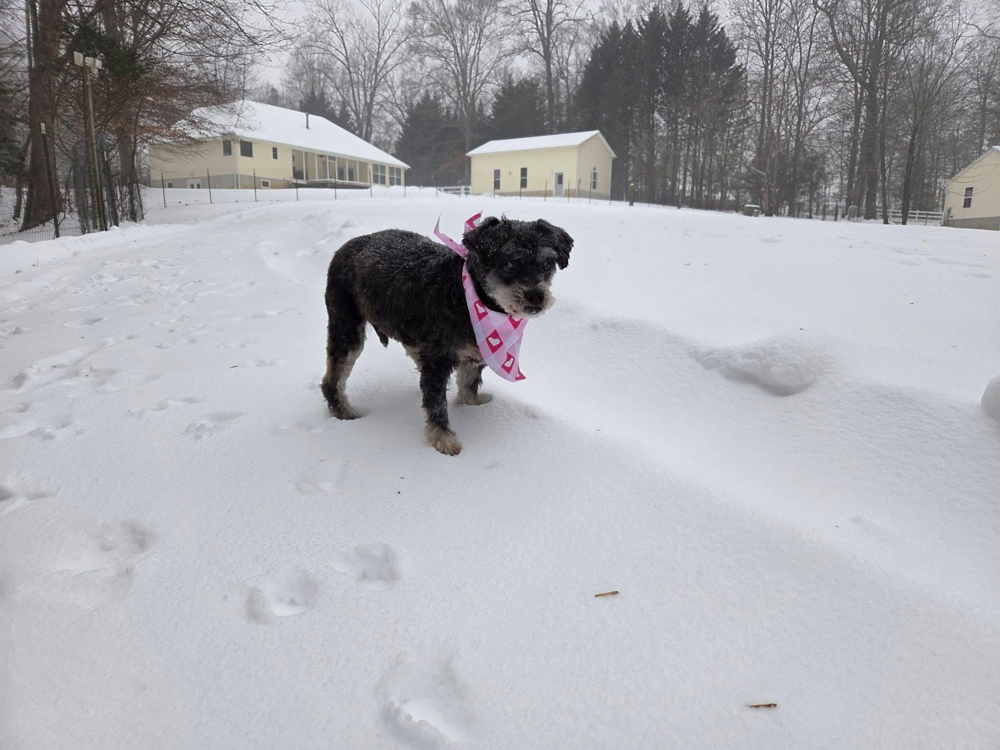 Enlarge Scottie, a ADOPTABLE mixed breed in Prince Frederick, MD image 4/4