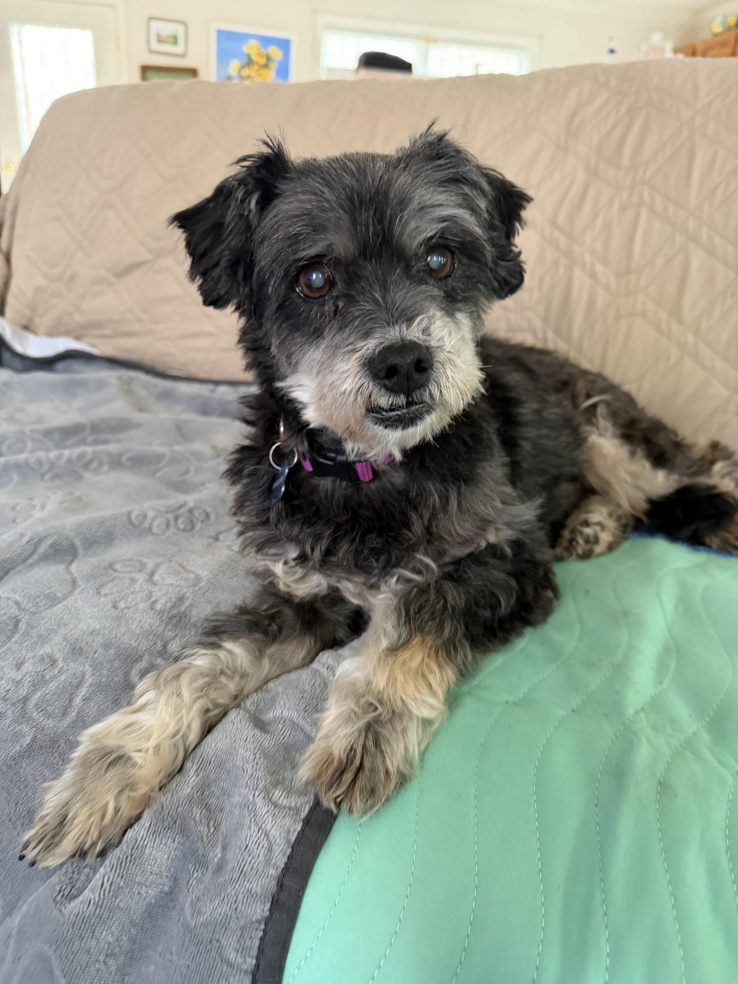 Enlarge Scottie, a ADOPTABLE mixed breed in Prince Frederick, MD image 1/4