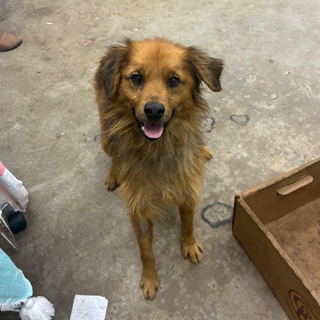 Prancer, Adoptable, Adult Male Mixed Breed.