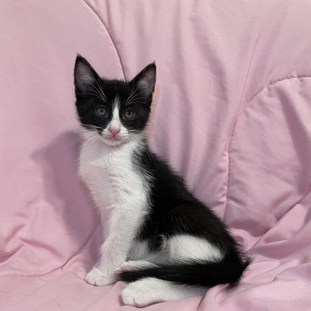 Enlarge Alex, a Adoptable Domestic Short Hair in Tucson, AZ image 1/2