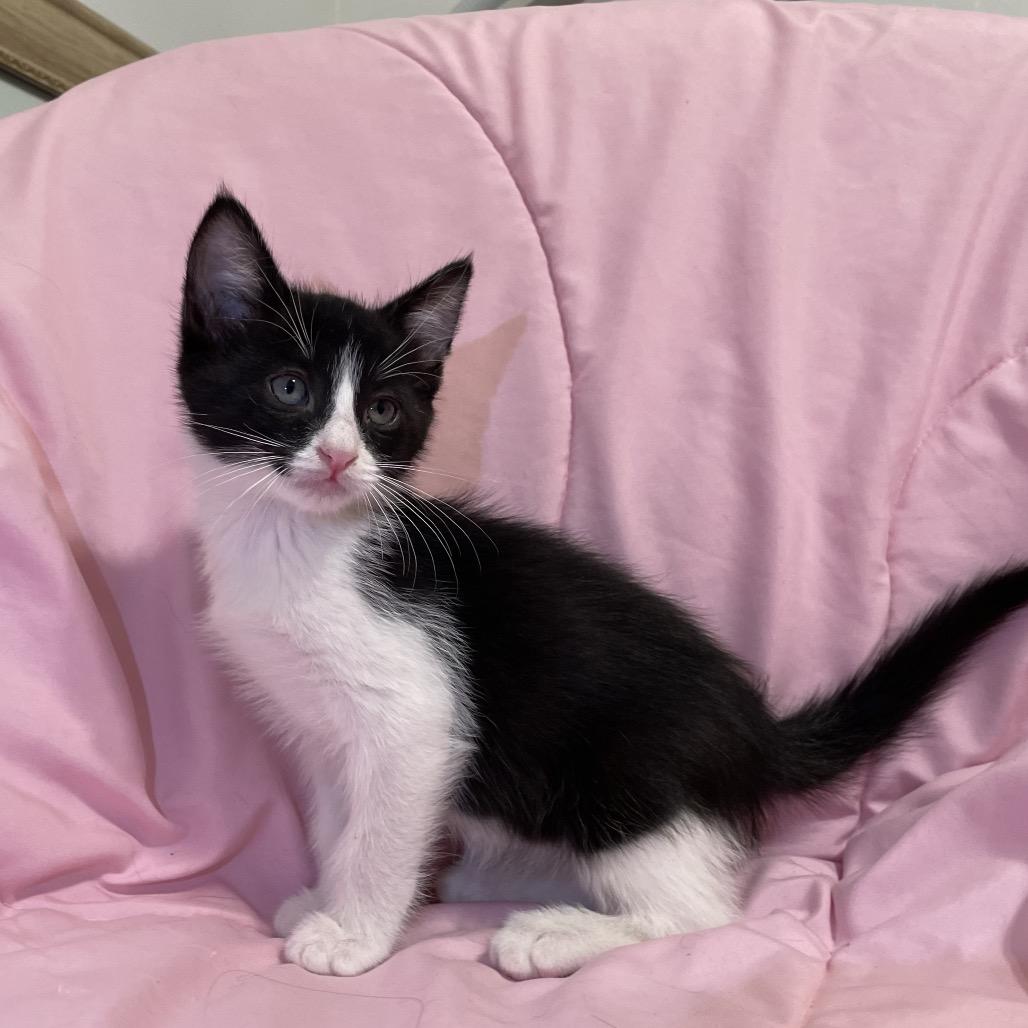 Enlarge Alex, a Adoptable Domestic Short Hair in Tucson, AZ image 2/2