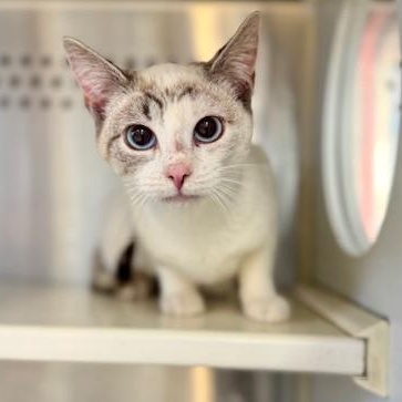 Fiona, adopted, Young Female Domestic Short Hair.