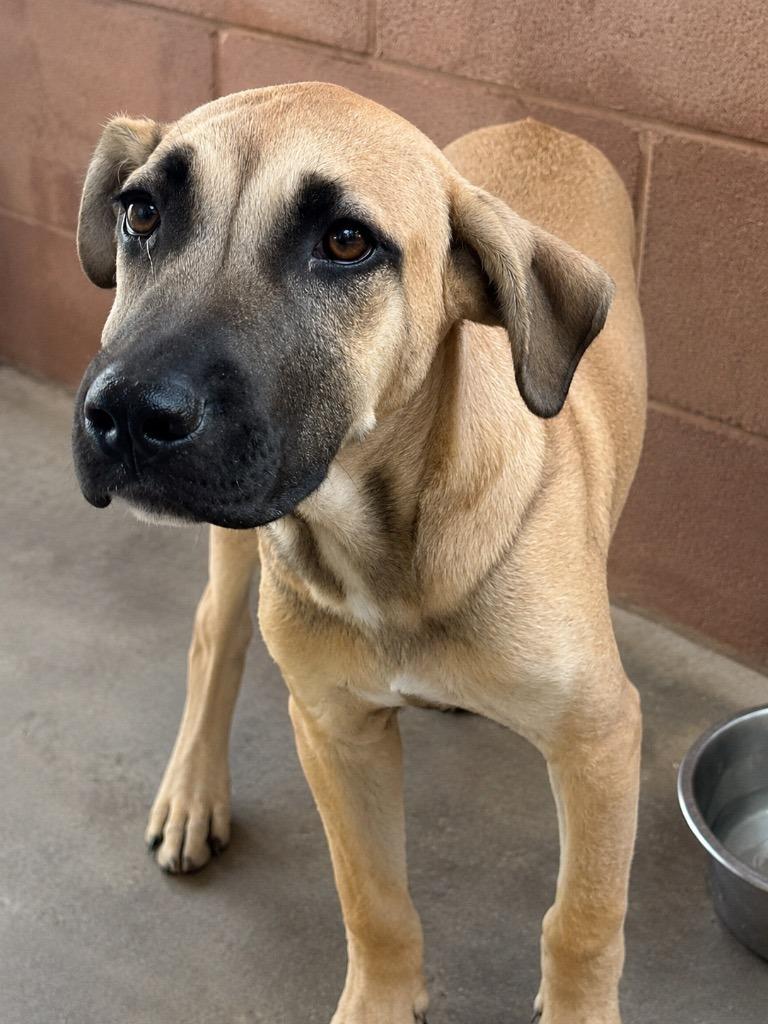 Tike, Adoptable, Puppy Male Pit Bull Terrier & Shepherd.
