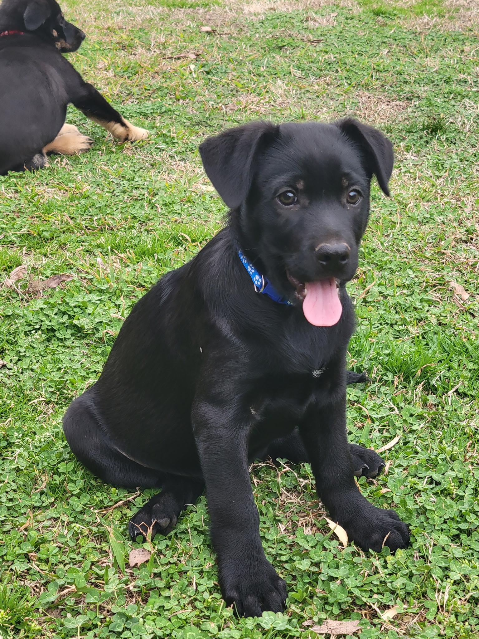 Sarge Alpha — thumbnail 2