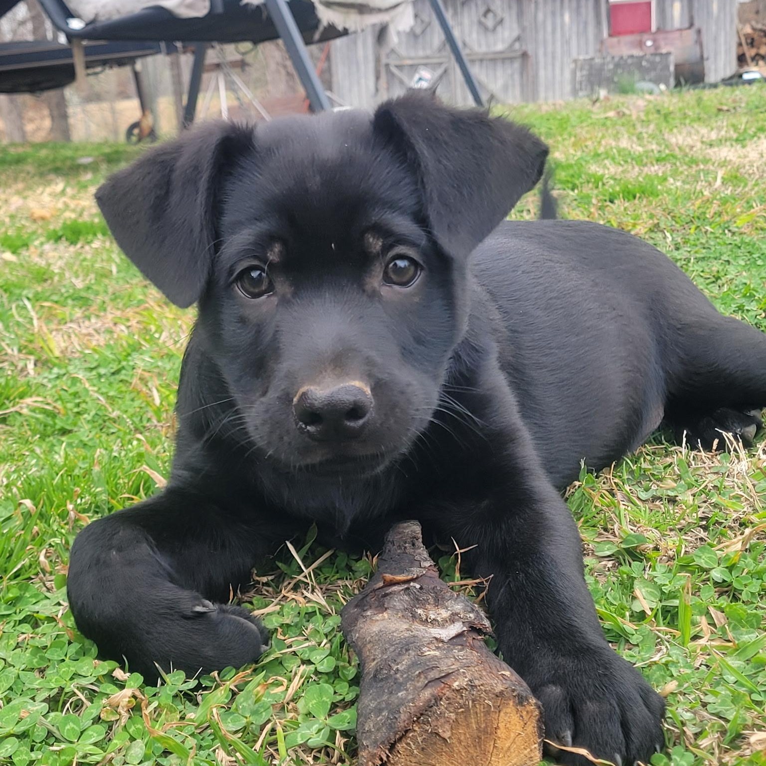 Sarge Alpha — thumbnail 4