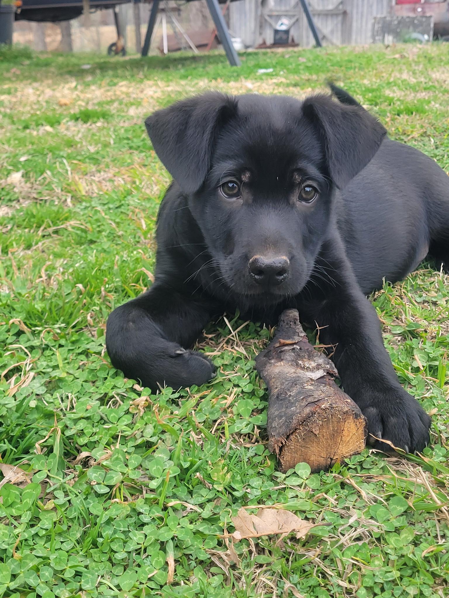 Sarge Alpha — thumbnail 5