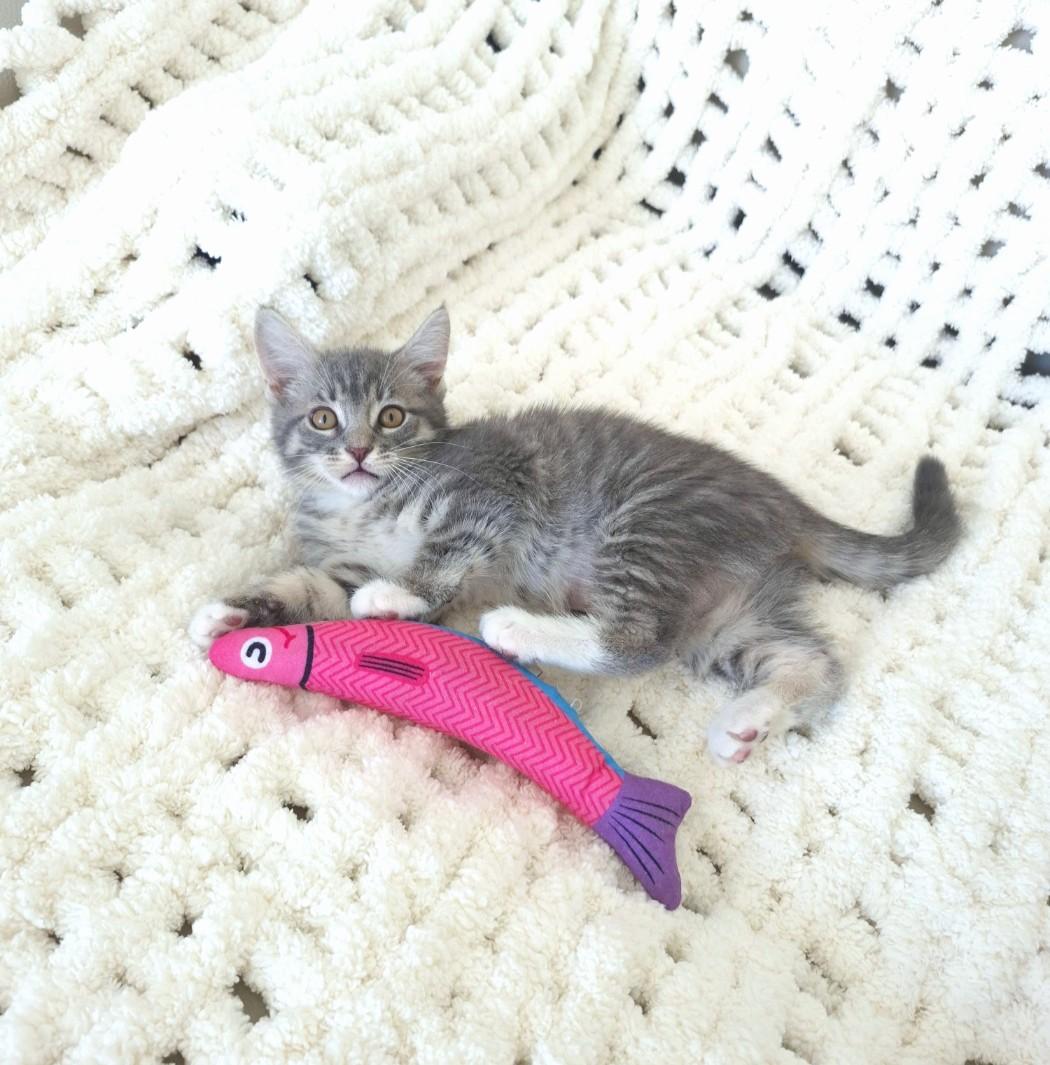 Enlarge Lulu, an adopted Domestic Short Hair in Orange, CA image 3/6