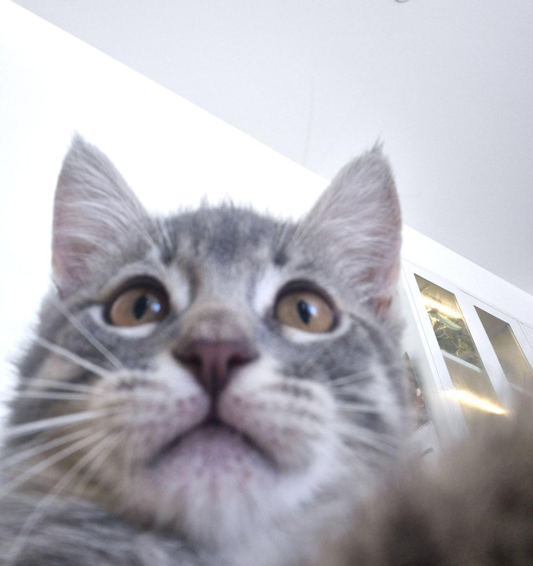 Enlarge Lulu, an adopted Domestic Short Hair in Orange, CA image 4/6