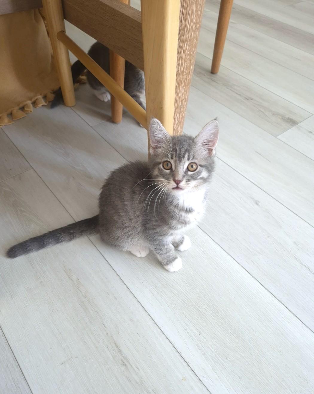 Enlarge Lulu, an adopted Domestic Short Hair in Orange, CA image 5/6