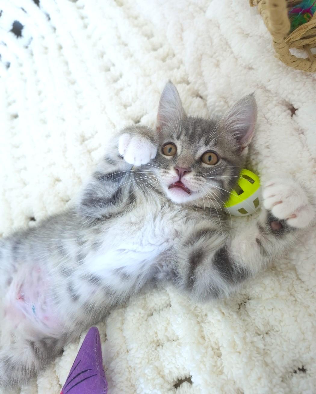 Enlarge Lulu, an adopted Domestic Short Hair in Orange, CA image 2/6