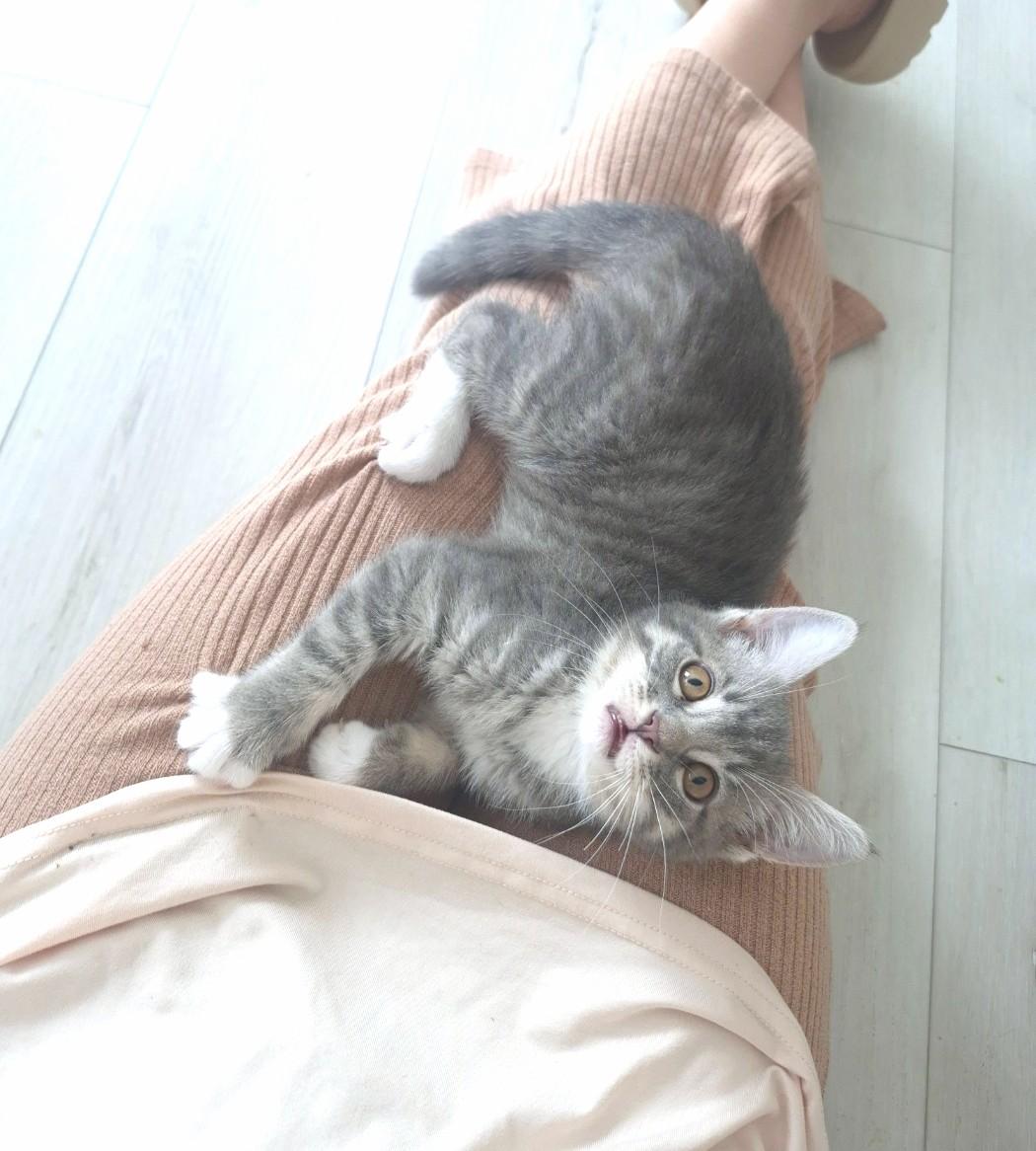 Enlarge Lulu, an adopted Domestic Short Hair in Orange, CA image 6/6