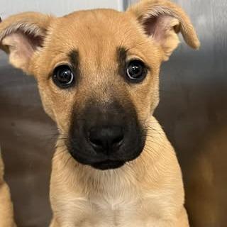 26-658, Adoptable, Puppy Female Black Mouth Cur.