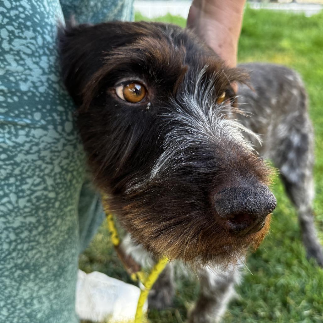 Corey, Adoptable, Senior Male German Wirehaired Pointer.