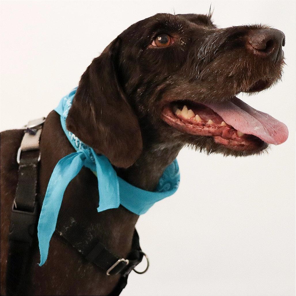 Enlarge Corey, a Adoptable German Wirehaired Pointer in Murray, UT image 2/2
