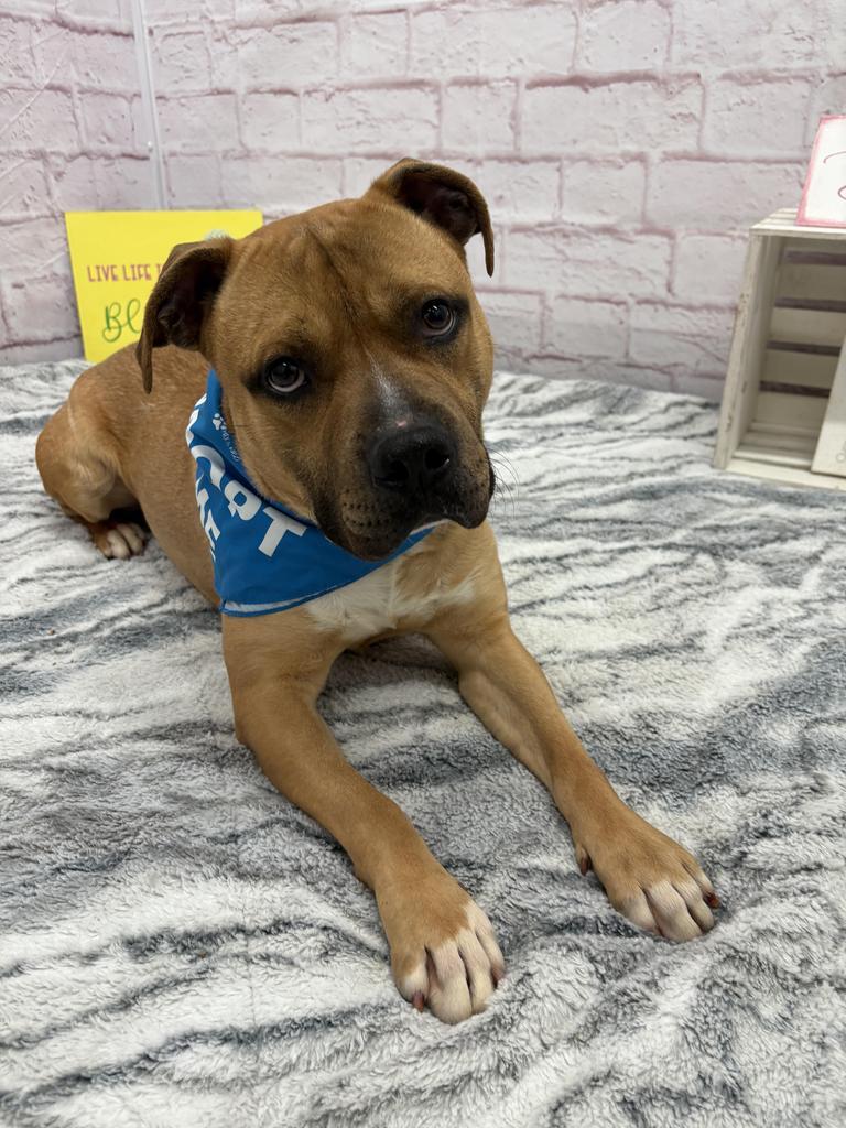 Enlarge McBoop, a Adoptable mixed breed in Detroit, MI image 1/6