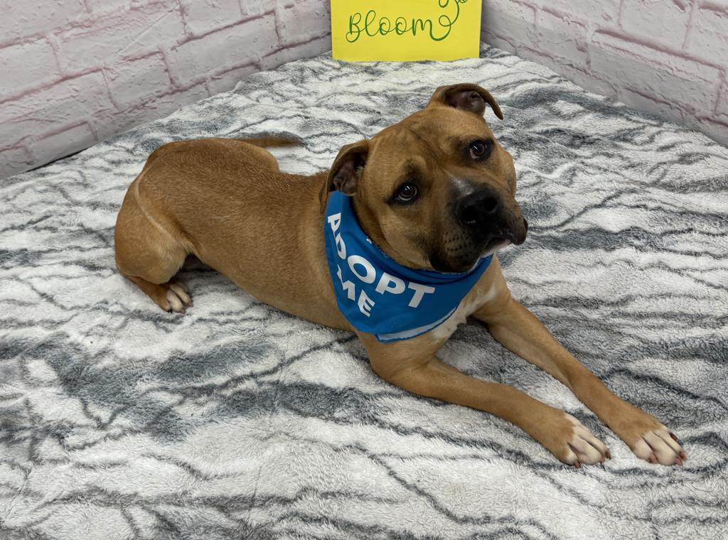 Enlarge McBoop, a Adoptable mixed breed in Detroit, MI image 2/6