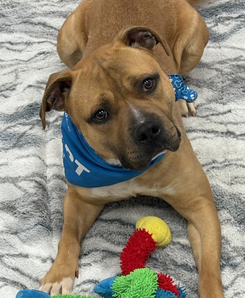 Enlarge McBoop, a Adoptable mixed breed in Detroit, MI image 3/6