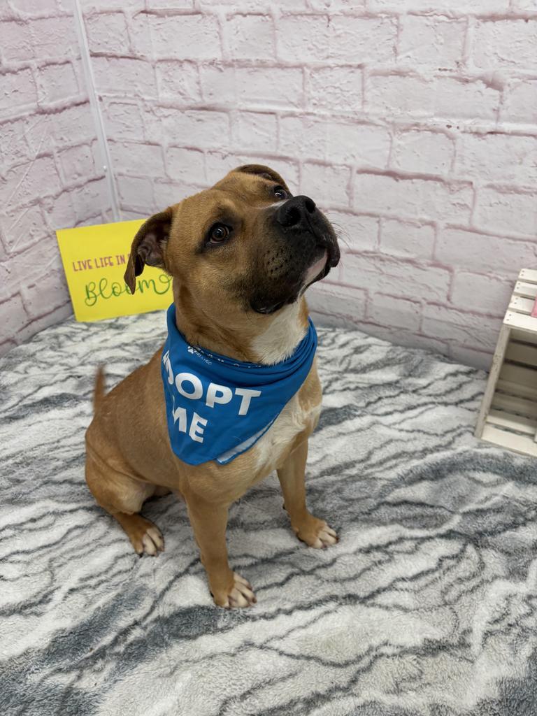 Enlarge McBoop, a Adoptable mixed breed in Detroit, MI image 4/6