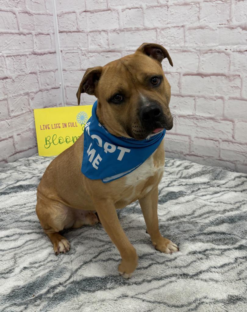 Enlarge McBoop, a Adoptable mixed breed in Detroit, MI image 5/6