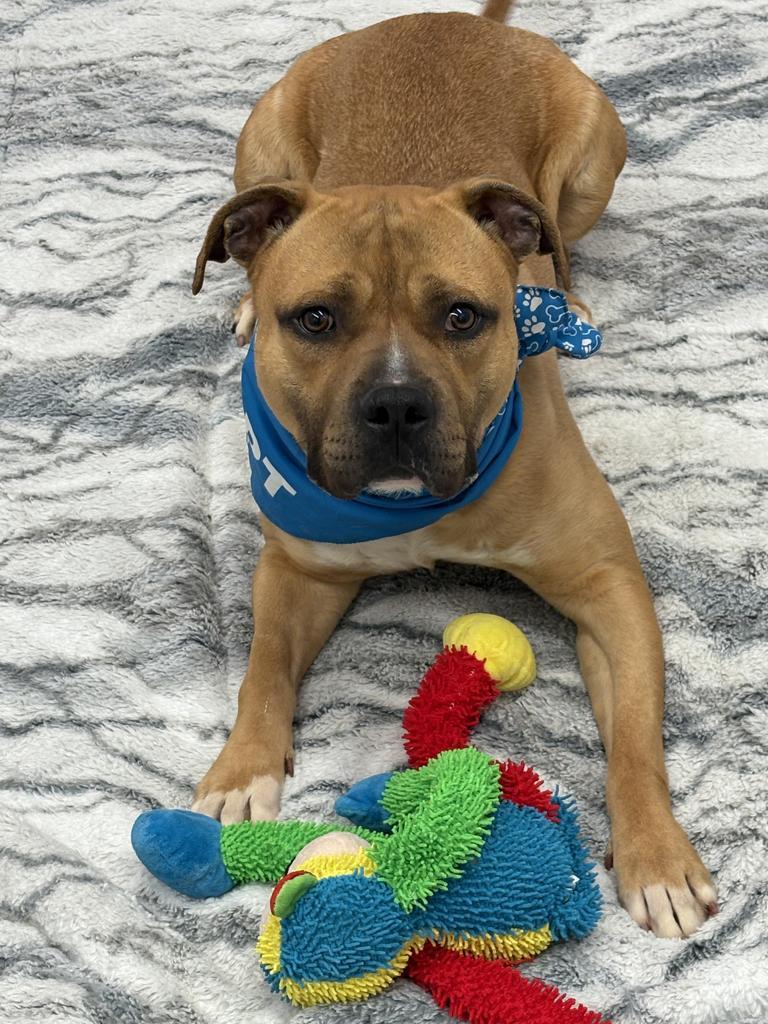 Enlarge McBoop, a Adoptable mixed breed in Detroit, MI image 6/6