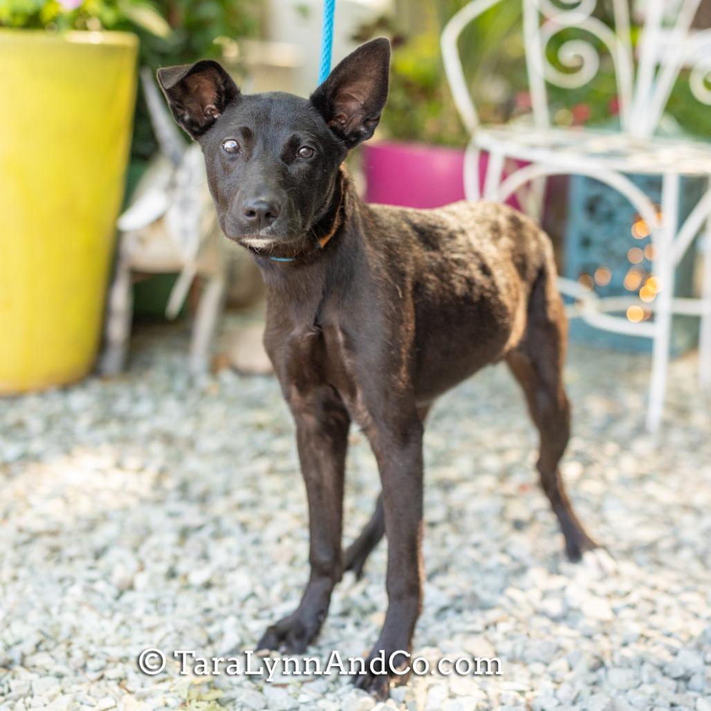 Silhouette, a Adoptable Labrador Retriever in Wake Forest, NC image 1/6