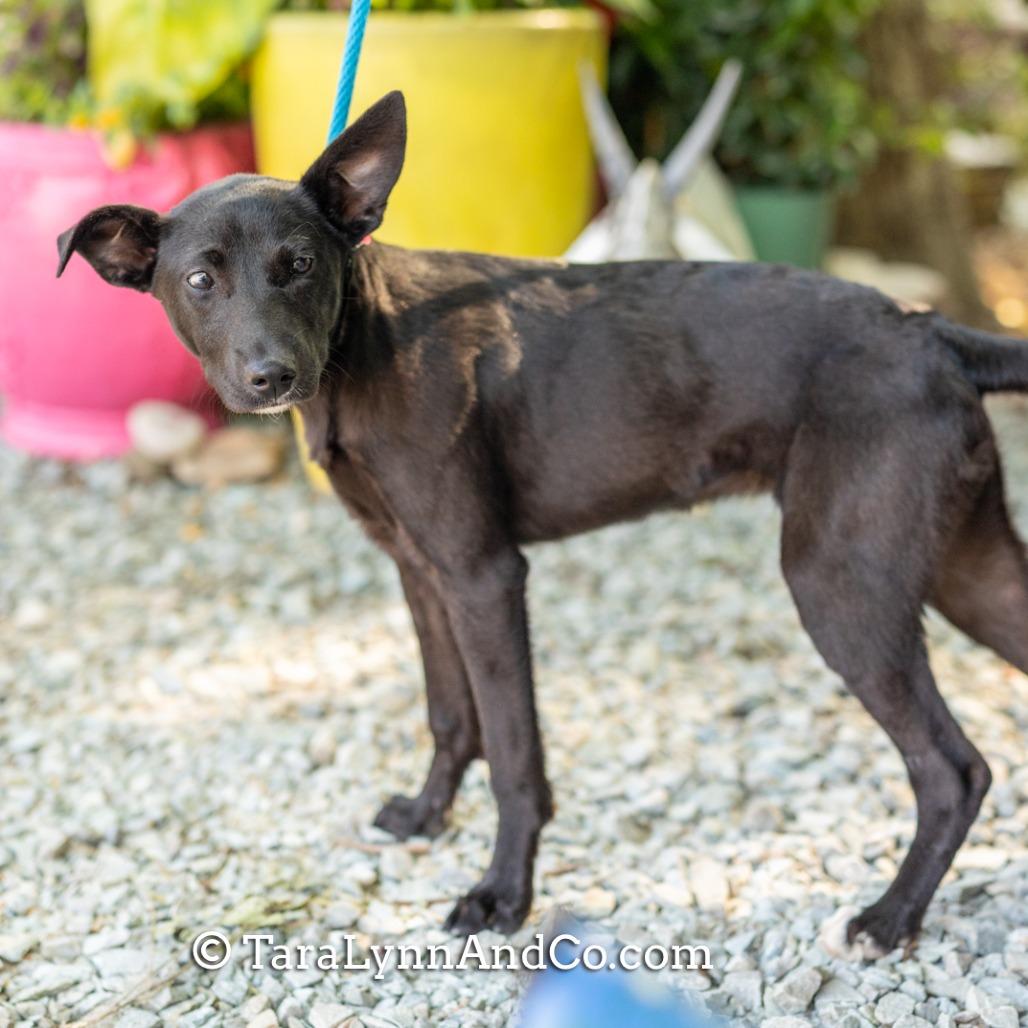 Silhouette, Adoptable, Young Female Labrador Retriever.