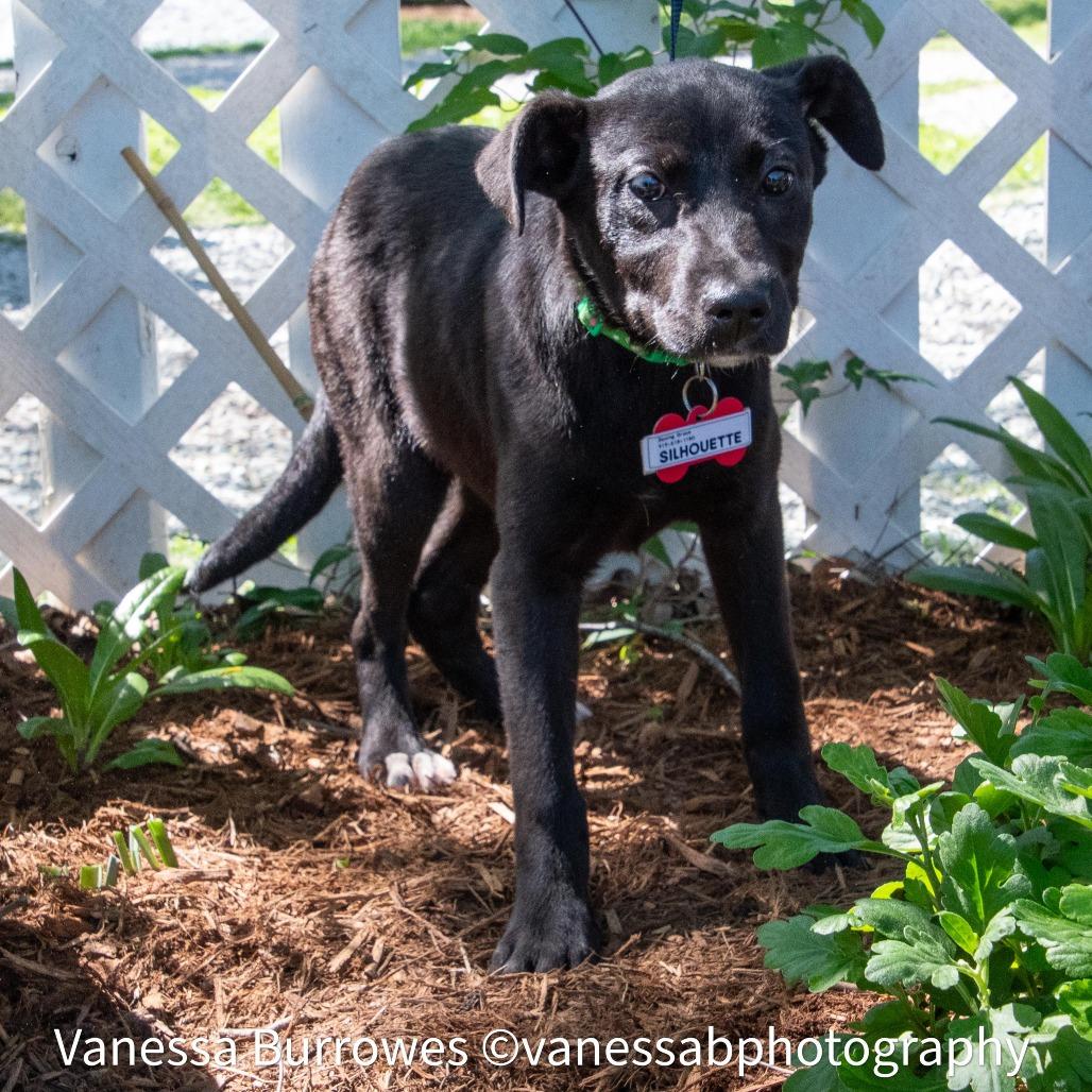 Silhouette, a Adoptable Labrador Retriever in Wake Forest, NC image 3/6