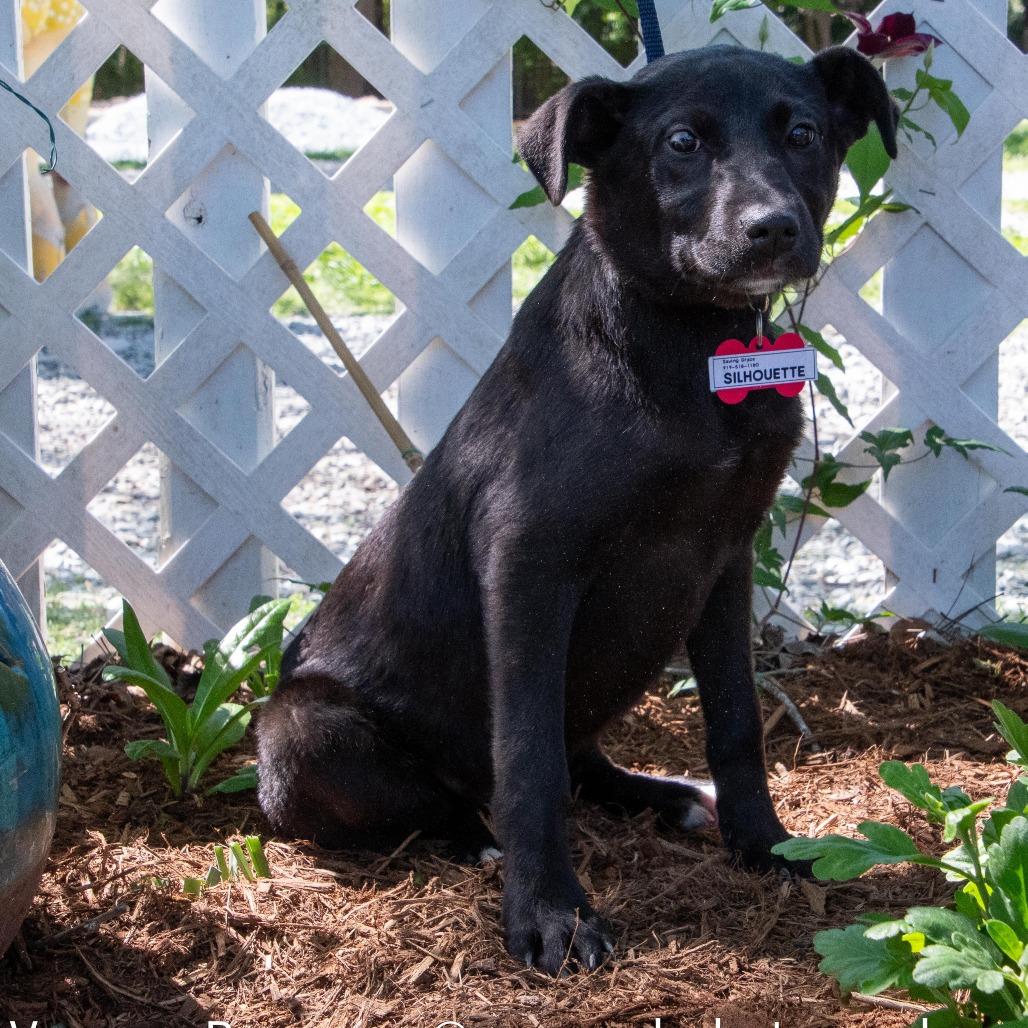 Silhouette, a Adoptable Labrador Retriever in Wake Forest, NC image 4/6