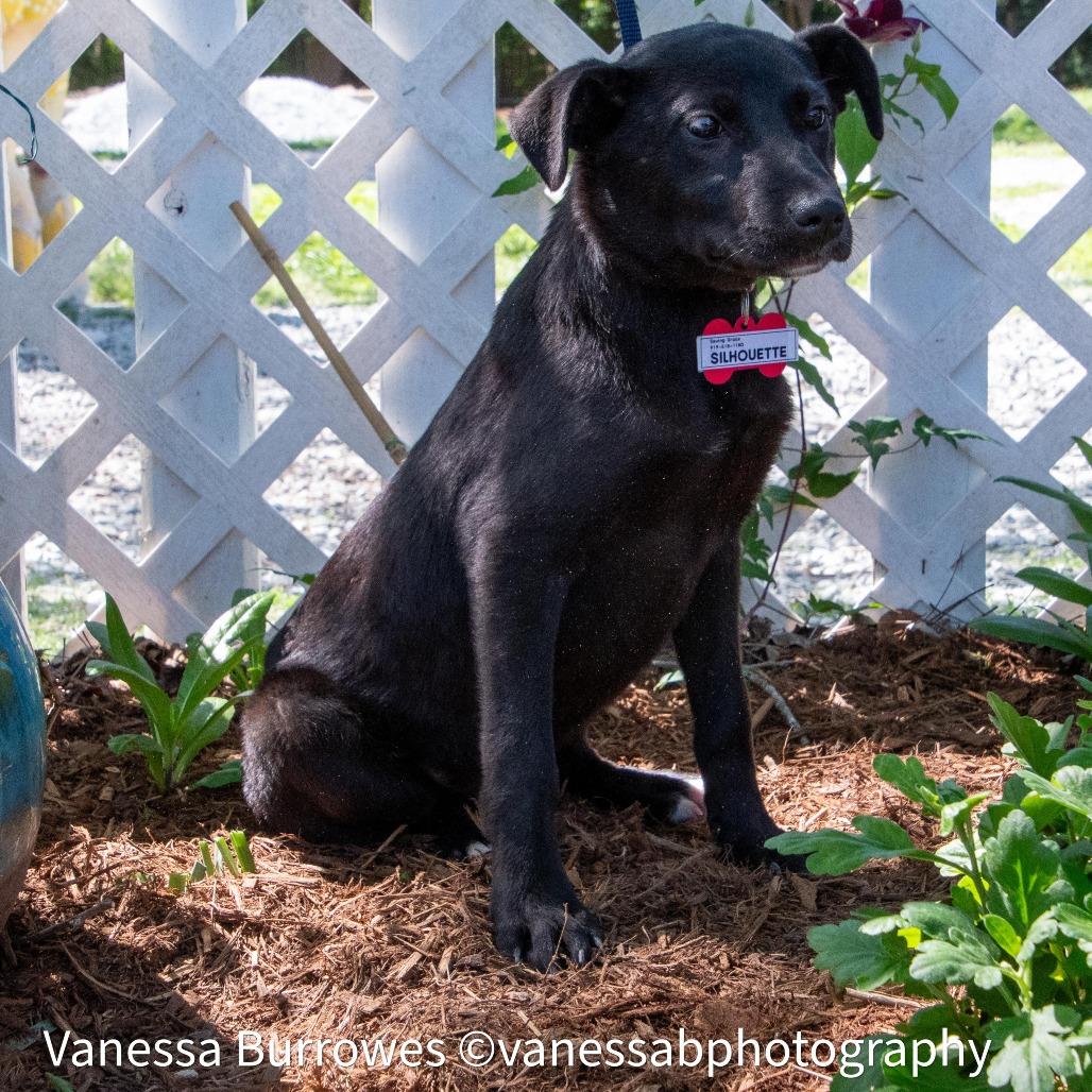 Silhouette, a Adoptable Labrador Retriever in Wake Forest, NC image 6/6