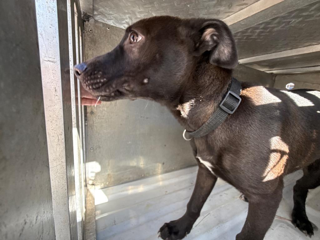 Enlarge JJ, a Adoptable mixed breed in Effingham, SC image 1/4