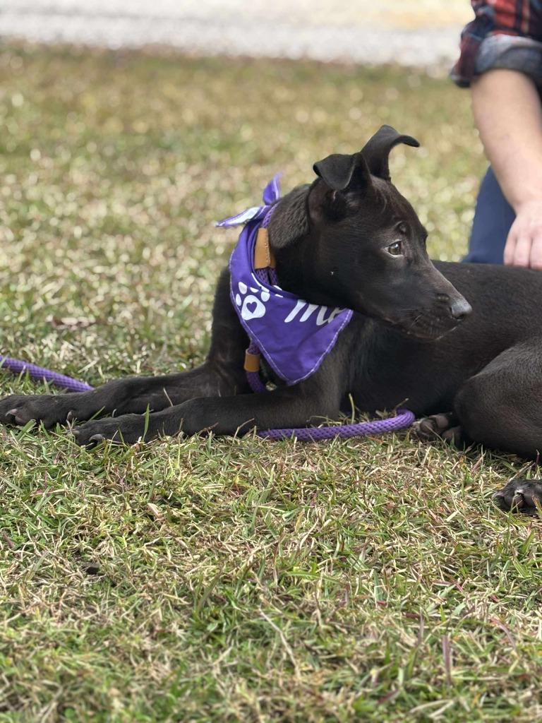 Enlarge JJ, a Adoptable mixed breed in Effingham, SC image 3/4