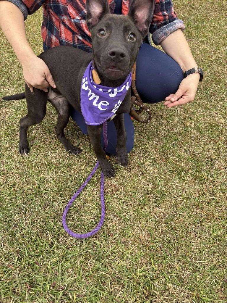 Enlarge JJ, a Adoptable mixed breed in Effingham, SC image 4/4