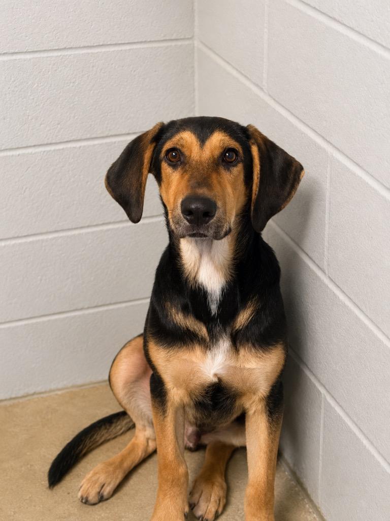 Enlarge Atlas, a Adoptable mixed breed in Winnsboro, SC image 1/1